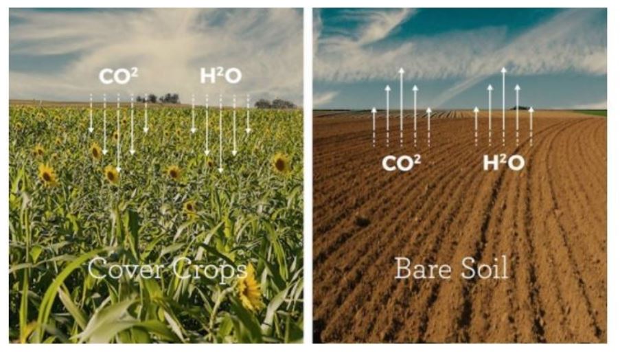 Carbon farming – kredyty węglowe dla Rolnika